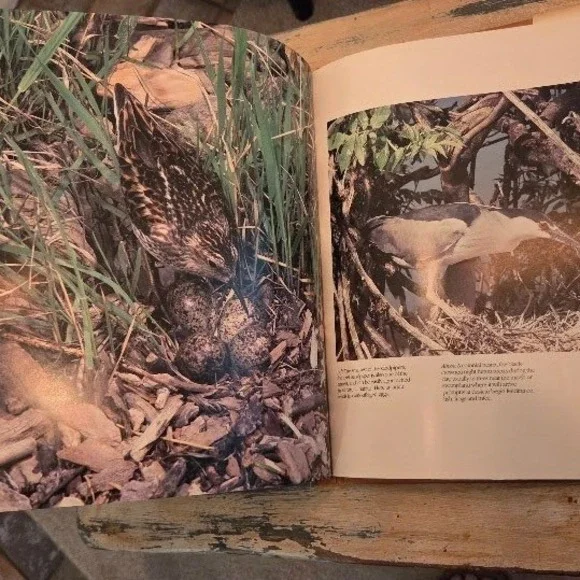 Birds of North America Peter N Casey Exeter Books Hardcover Photography Book - Picture 4 of 7